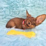 Toto Chihuahua 04