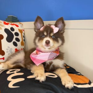 Tring Pomsky 01