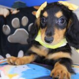Trixy Dachshund 01