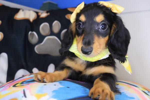 Trixy Dachshund 01