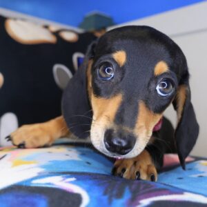Trixy Dachshund 01 Trixy Dachshund 01