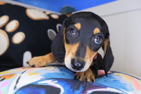 Trixy Dachshund 01
