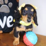 Trixy Dachshund 02