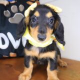 Trixy Dachshund 03