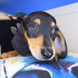 Trixy Dachshund 03