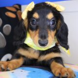 Trixy Dachshund 04