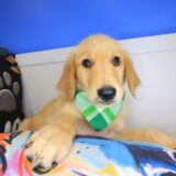 Truffle Golden Retriever 01