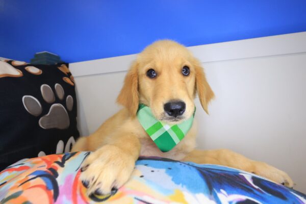 Truffle Golden Retriever 01