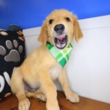 Truffle Golden Retriever 02