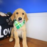 Truffle Golden Retriever 03