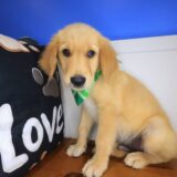 Truffle Golden Retriever 04