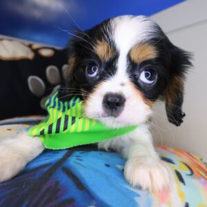 Tuck Cavalier King Charles Spaniel 01 Tuck Cavalier King Charles Spaniel 01