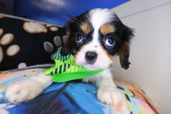 Tuck Cavalier King Charles Spaniel 01