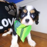 Tuck Cavalier King Charles Spaniel 02