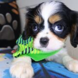 Tuck Cavalier King Charles Spaniel 03
