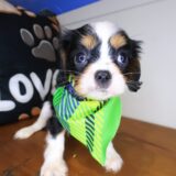 Tuck Cavalier King Charles Spaniel 04