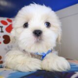 Tucker Shih Tzu 01