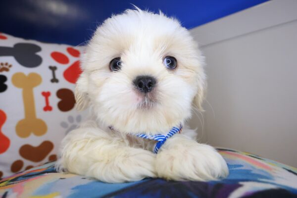 Tucker Shih Tzu 01