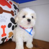 Tucker Shih Tzu 02