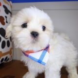 Tucker Shih Tzu 04