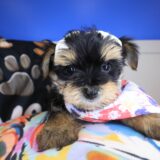 Twinkle Morkie 01