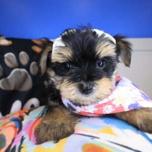 Twinkle Morkie 01 Twinkle Morkie 01
