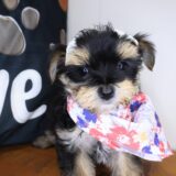 Twinkle Morkie 03