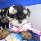 Twinkle Morkie 04