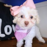 Uma Poodle 01