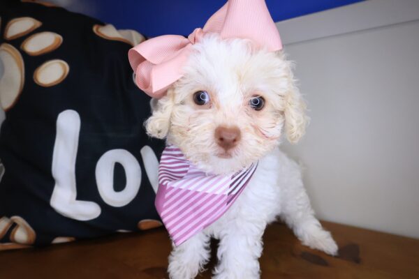 Uma Poodle 01