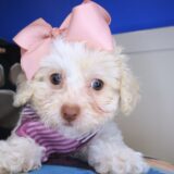 Uma Poodle 02