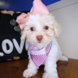 Uma Poodle 03