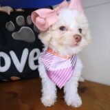 Uma Poodle 04