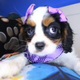 Ursula Cavalier King Charles Spaniel 01