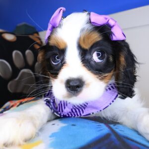Ursula Cavalier King Charles Spaniel 01 Ursula Cavalier King Charles Spaniel 01
