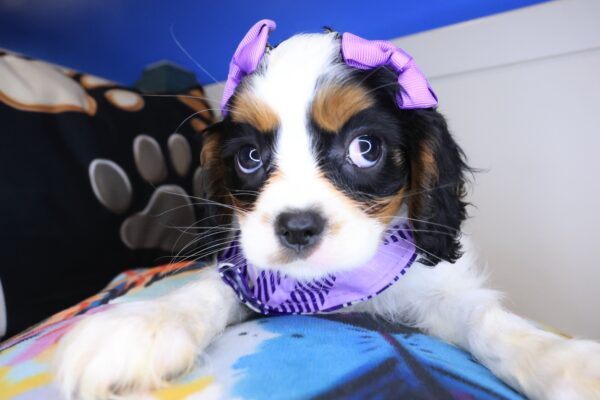 Ursula Cavalier King Charles Spaniel 01