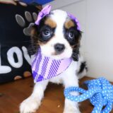 Ursula Cavalier King Charles Spaniel 02
