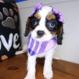 Ursula Cavalier King Charles Spaniel 03