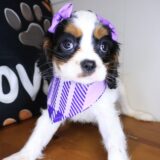 Ursula Cavalier King Charles Spaniel 04