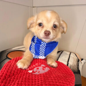 Usher Chihuahua 01 Usher Chihuahua 01