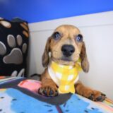Valentine Dachshund 01