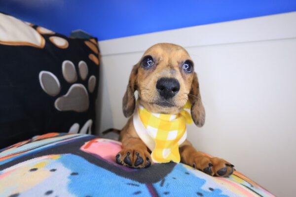 Valentine Dachshund 01