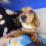 Valentine Dachshund 03