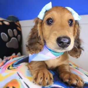 Venus Dachshund 01 Venus Dachshund 01