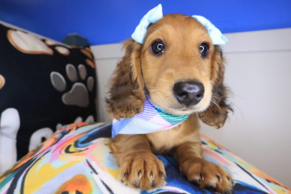 Venus Dachshund 01