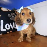 Venus Dachshund 02