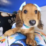 Venus Dachshund 03
