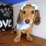 Venus Dachshund 04