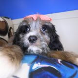 Vera Cavapoo 01