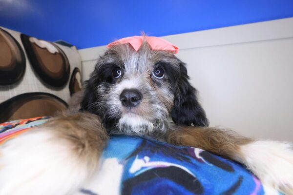 Vera Cavapoo 01